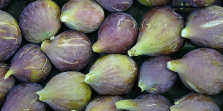 Mor patlıcan incirinde hasat