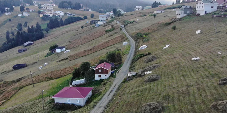 Trabzon’da yaylacıların çayır biçme telaşı