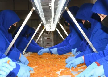 Kayısıda hedef 750milyon dolar