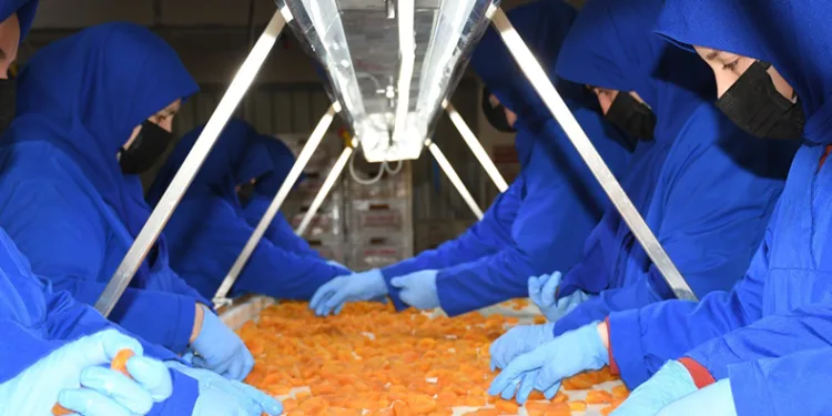 Kayısıda hedef 750milyon dolar