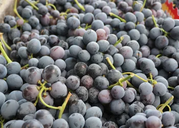 Tescilli Cimin üzümünde hasat zamanı