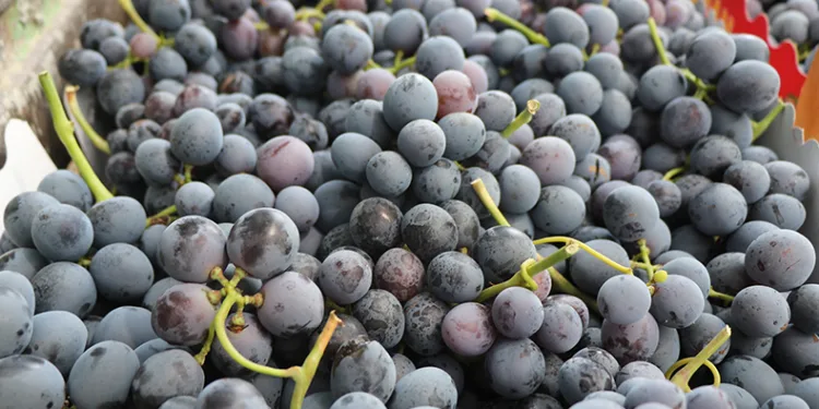 Tescilli Cimin üzümünde hasat zamanı
