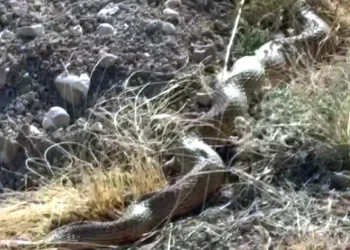 Sivas’ta dev yılan korkuttu