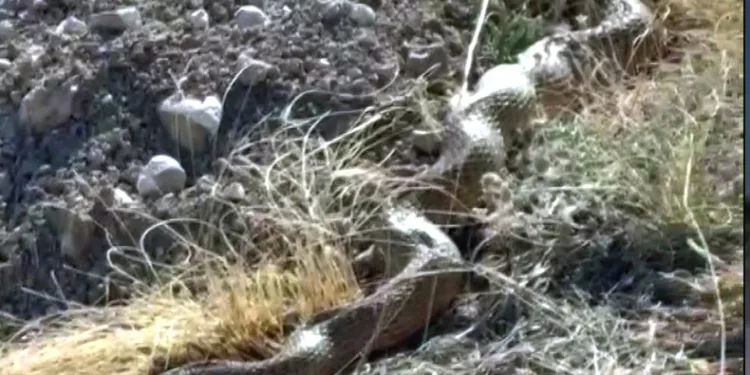 Sivas’ta dev yılan korkuttu