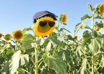 Kars’ta ayçiçeği tarlaları çiçek açtı