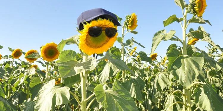 Kars’ta ayçiçeği tarlaları çiçek açtı