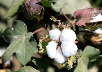 Sıcak hava pamukta rekolteyi düşürdü