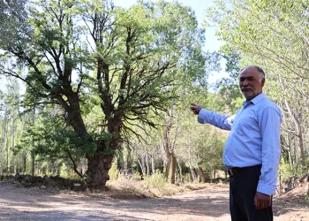 4 asırlık ağaca, korkularından ellerini süremiyorlar