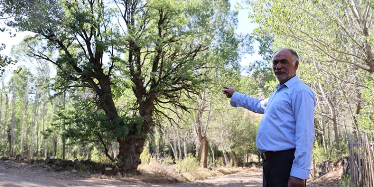 4 asırlık ağaca, korkularından ellerini süremiyorlar