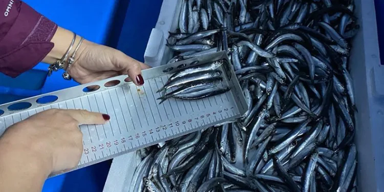 Hamsi avcılığına kota getirildi