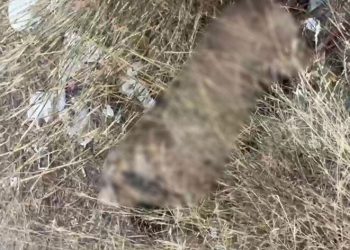 İki sokak köpeğinin ölü bulunduğu mahallede hayvanseverlerden tepki