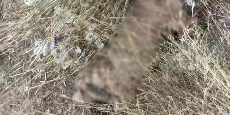 İki sokak köpeğinin ölü bulunduğu mahallede hayvanseverlerden tepki