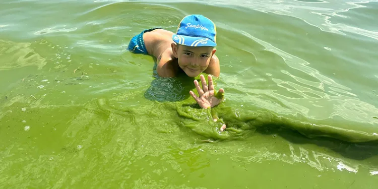 Çıldır Gölü yeşil renge büründü