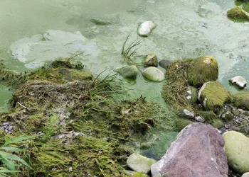 Çıldır Gölü’nde alg patlaması yaşandı