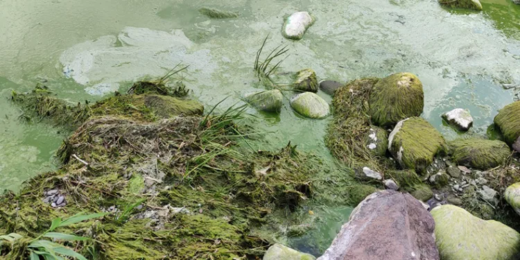 Çıldır Gölü’nde alg patlaması yaşandı