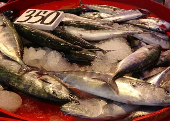 Balıkçılar bu sezondan umutlu