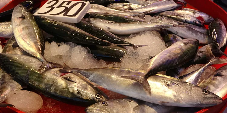 Balıkçılar bu sezondan umutlu