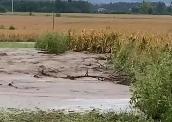 Su kanalı patladı, tarım arazileri su altında kaldı