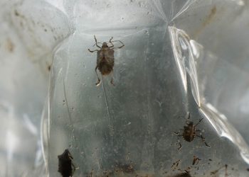 Çiftçinin baş belası kahverengi kokarca