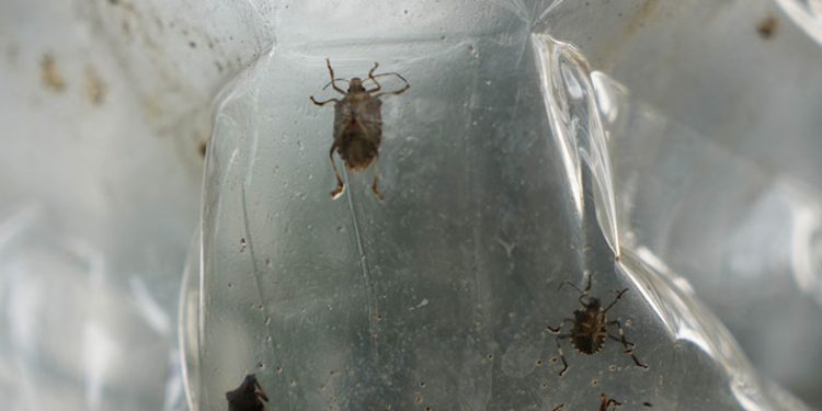 Çiftçinin baş belası kahverengi kokarca