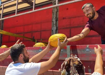 20 ton kavunu ücretsiz dağıttı