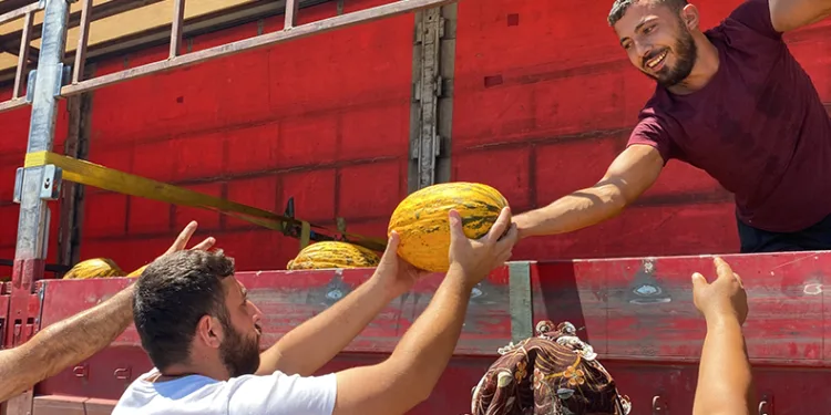 20 ton kavunu ücretsiz dağıttı