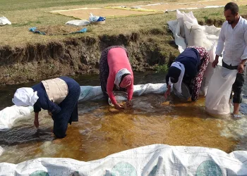 Buğdayın tarladan değirmene yolculuğu