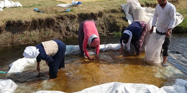Buğdayın tarladan değirmene yolculuğu