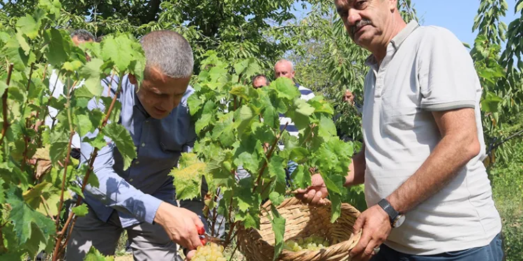 Lezzetiyle meşhur üzümlerin hasadına başlandı