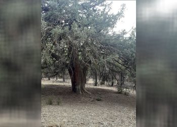 700 yıllık ardıç ağacı keşfedildi