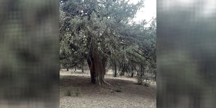 700 yıllık ardıç ağacı keşfedildi