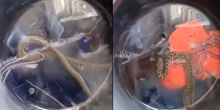 Çamaşır makinesinden yılan çıktı