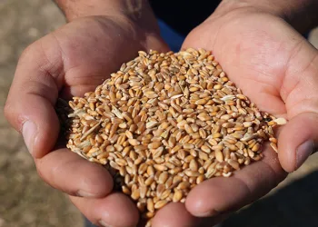 TMO’da hububat alımları aralıksız devam ediyor