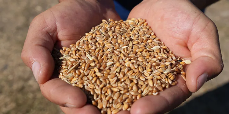 TMO’da hububat alımları aralıksız devam ediyor