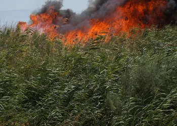 Kuşların göç yolundaki sazlık alanda yangın