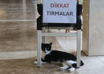 Adana’nın asabi kedisi ‘Kızım’ psikopat çıktı