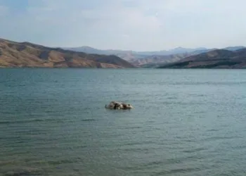 Sürüden ayrılan inek suda telef oldu