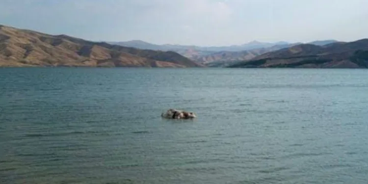 Sürüden ayrılan inek suda telef oldu