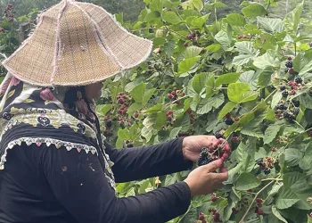 Ahududu ve böğürtlenler gelir kapısı oldu