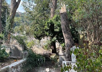 Sarıyer’de çürüyen ağaç gövdesinden koparak mezarlığa devrildi