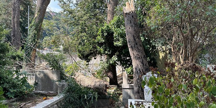 Sarıyer’de çürüyen ağaç gövdesinden koparak mezarlığa devrildi