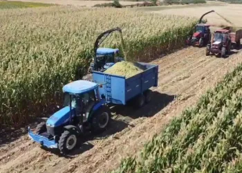 Silajlık mısır hasadı Babaeski’de başladı