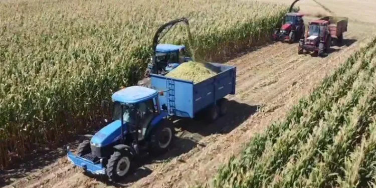 Silajlık mısır hasadı Babaeski’de başladı