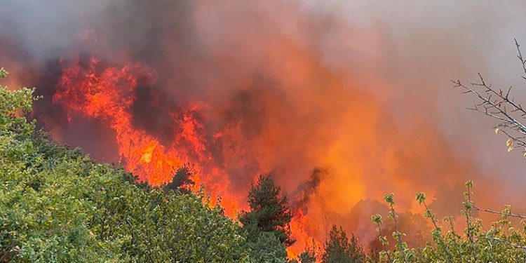 Bursa’da 30 hektar alan küle döndü