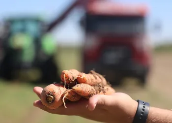 Lezzetini topraktan, kalitesini teknolojiden
