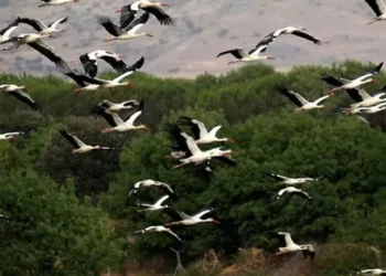 Leyleklerin göçü hava trafiğini etkiliyor