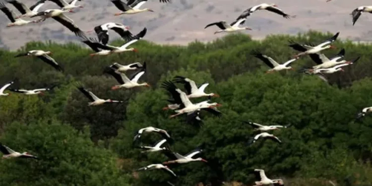 Leyleklerin göçü hava trafiğini etkiliyor