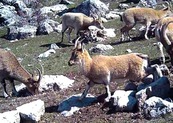 Yaban keçisi sürüsü fotokapanla görüntülendi