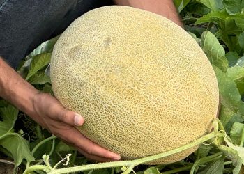 Yetiştirilen kavunlar büyüklüğüyle dikkat çekiyor