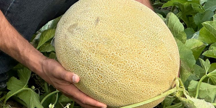 Yetiştirilen kavunlar büyüklüğüyle dikkat çekiyor